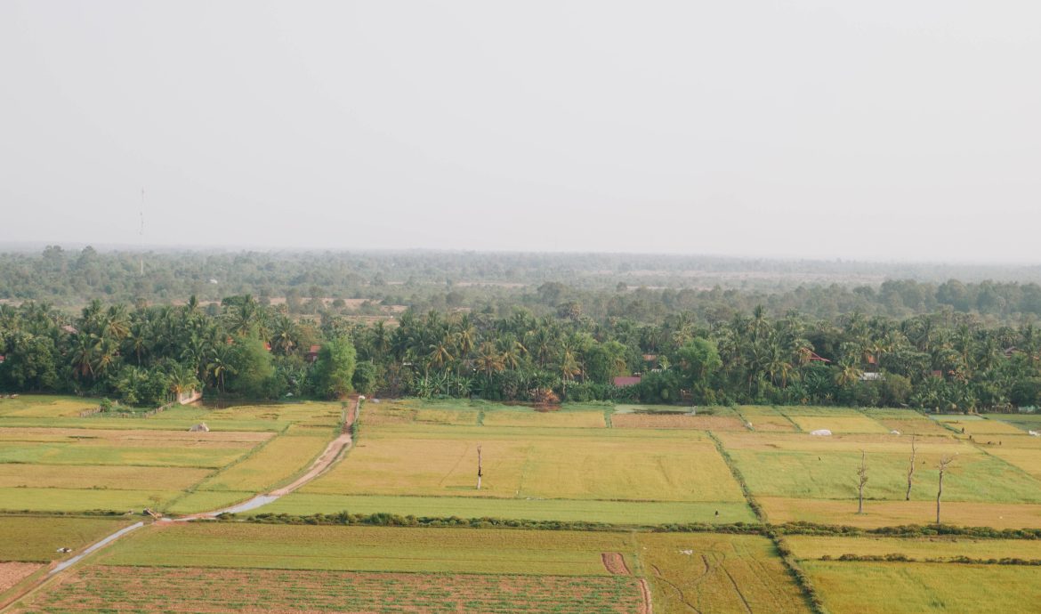 Siem Reap Rice Field