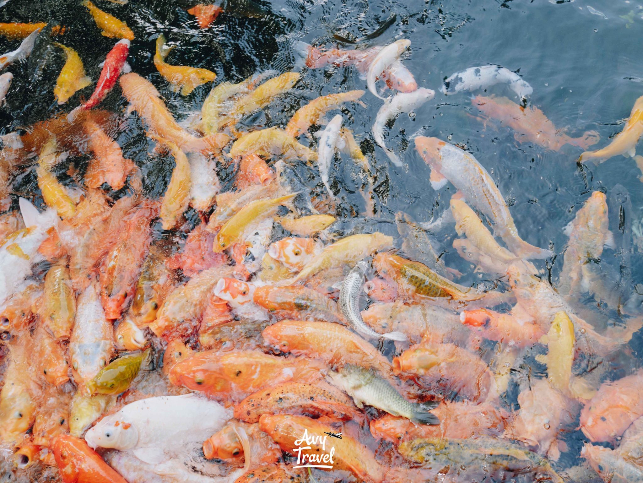 Pura Tirta Empul Ubud Bali