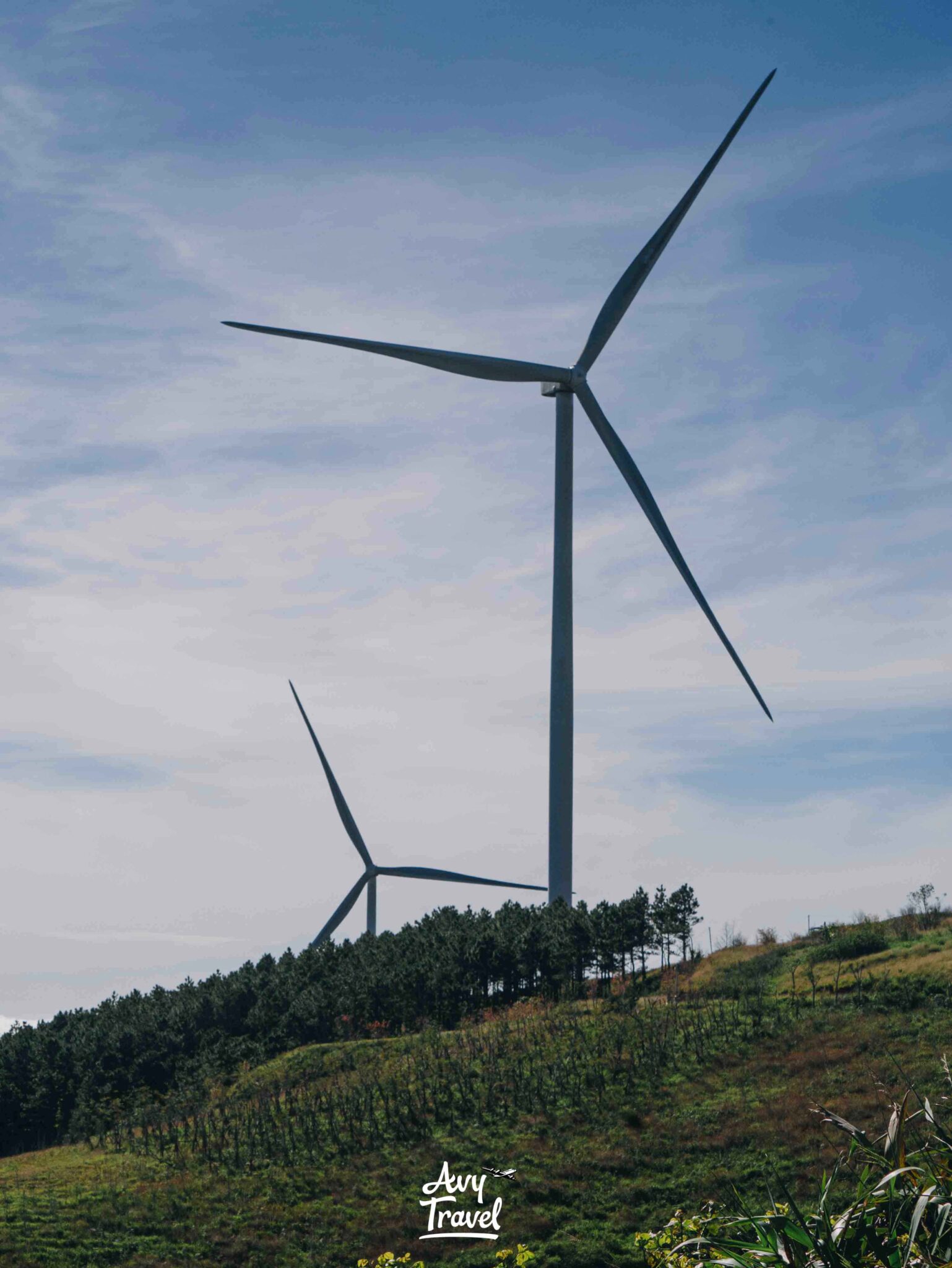 Cau Dat Tea Hill Da Lat